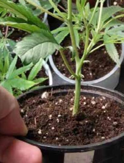  Les avantages du rempotage des plantes en indoor