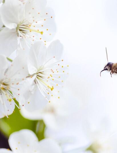 favorite hemp cultivar among bees 