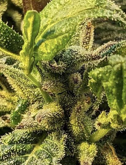  Réversion végétative : comment relancer une plante après floraison