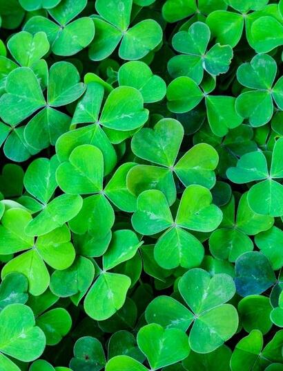 Rośliny wspomagające