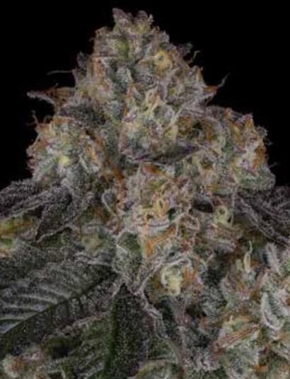  La Runtz, un vrai miracle de la côte ouest