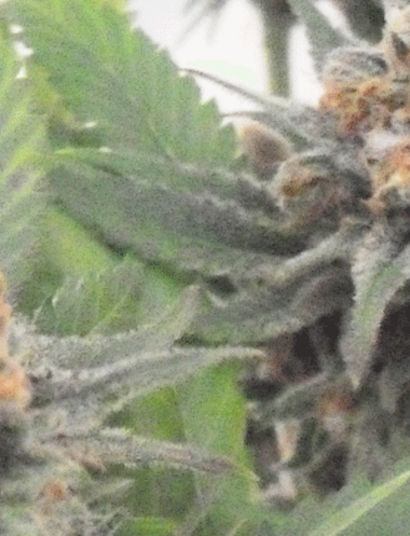 S.A.D. (Sweet Afghani Delicious) - La enana grande