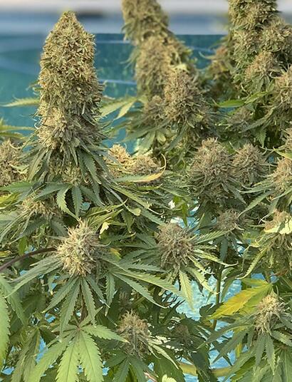Seguimiento indoor de la variedad Morpheus de Buddha Seeds