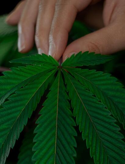 Salon du CBD 2022 : un show à l’américaine !