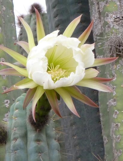 L'autre plante du mois : À la découverte du mystique San Pedro