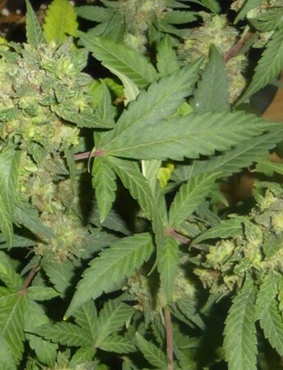 La nouvelle campagne anti-cannabis de Santé Publique France