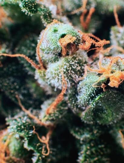 Sativa vs. Indica