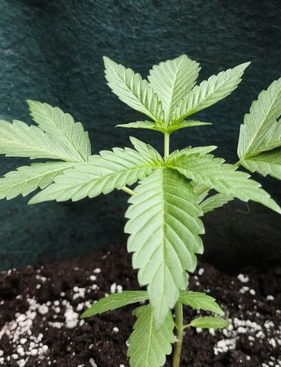 Sazenice konopí pro outdoor: první tři týdny jsou kritické