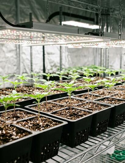 9 Cannabis Germination and Seedling Problems and How to Fix Them