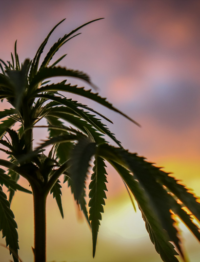 La Germania rivela il prezzo all'ingrosso della cannabis medica a € 2,30 al grammo