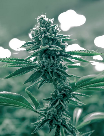 Marihuana vs. rakovina