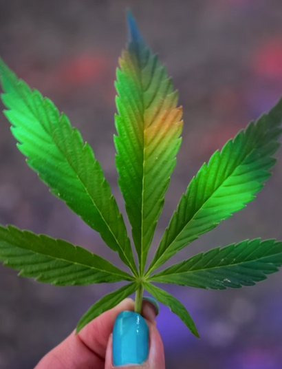 Olor a Marihuana ¿por qué huele? ¿cómo quitarlo? tipos de olores de planta de Marihuana