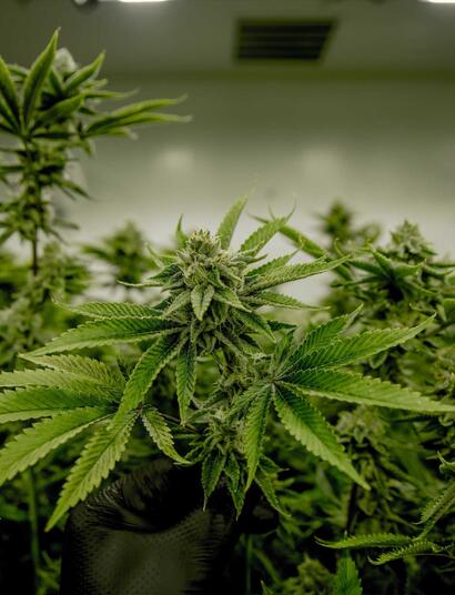 5 Best Ways To Soundproof Your Indoor Grow Room