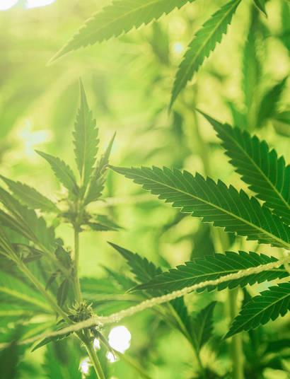 Versamtes Weed. Volles Genusserlebnis trotz Samen