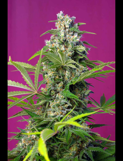 Gorilla Girl: Eine neue US-Sorte mit einem THC-Gehalt v