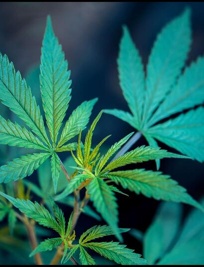 Le vapotage de THC sous surveillance après des décès inexpliqués