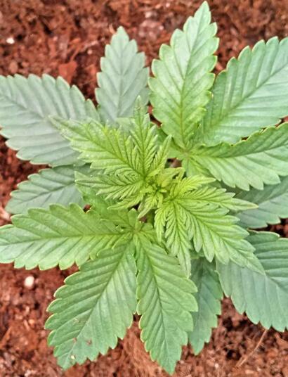  A Beginner’s Guide To Cannabis Genetics