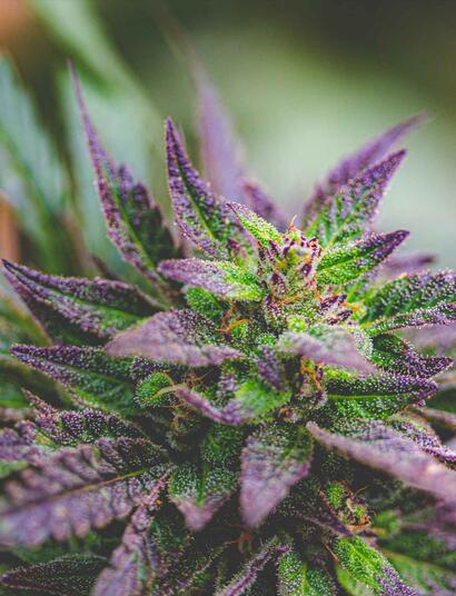 How To Flush Cannabis Plants and The Benefits