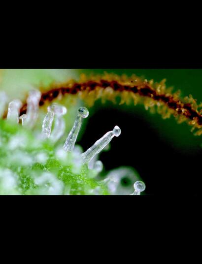Crystal Candy F1 Fast Version®