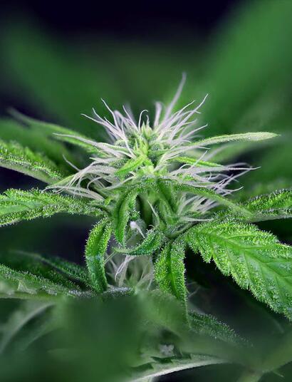 De geschiedenis van Peyote-cannabis