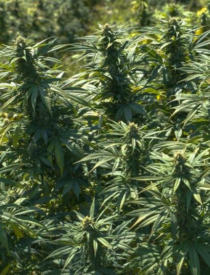 Cultivo de cannabis autofloreciente en exterior