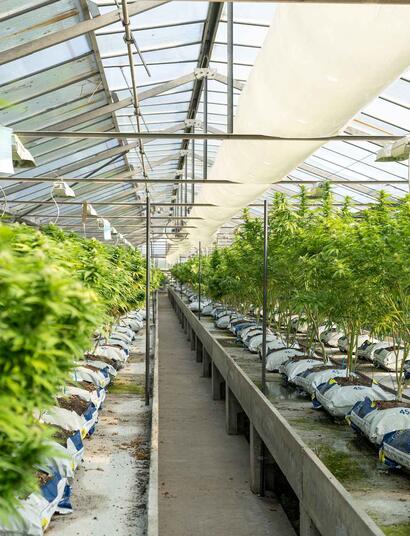 Organic VS Hydroponics - What Is The Difference?