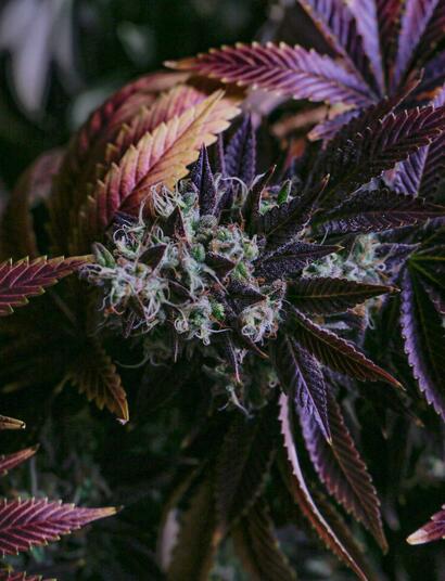 Cómo hacer tus propios fertilizantes naturales para la fase 