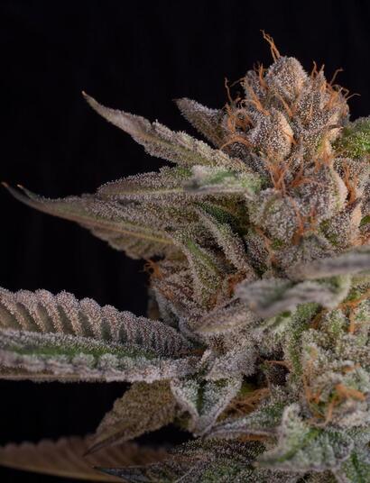 Le varietà americane di Buddha Seeds per iniziare la stagion