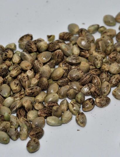A Beginner’s Guide to Germinating Cannabis Seeds