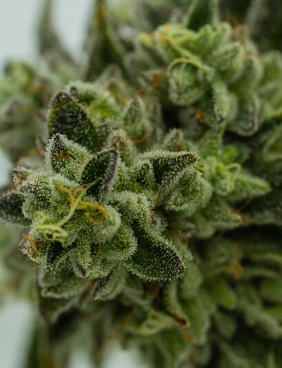 Signs of Top Quality Cannabis Buds