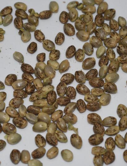 All You Need To Know About Cannabis Seeds