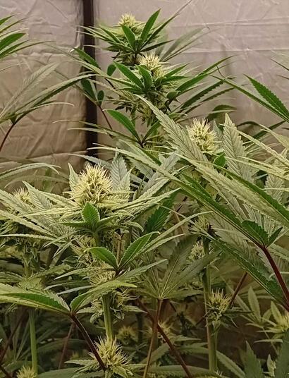 10 Top Tips for Harvesting Cannabis Indoors