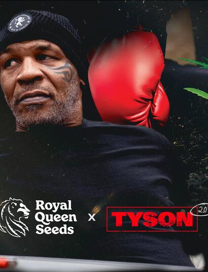 TYSON 2.0 a choisi Royal Queen Seeds comme banque de graines pour une 