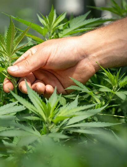 Medicinaal Cannabis Platform, voor Innovatie & Onderzoek