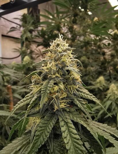 Neue Geschmackskomponente in Cannabis entdeckt