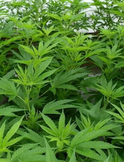 La technique du SCROG expliquée