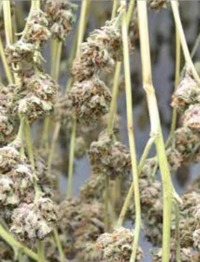 Séchage du cannabis : méthodes traditionnelles et modernes