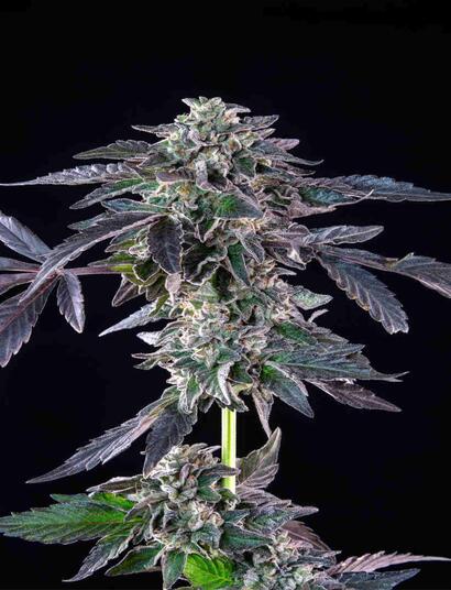 Banana Jealousy pertenece a la última línea de variedades de cannabis feminizadas de Seedsman, lanzada en noviembre de 2023. 