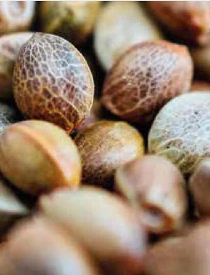 Comment faire germer des graines de cannabis ?