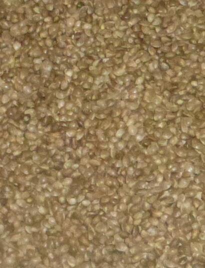 Allemagne : des graines de cannabis en vente dans les supermarchés Netto