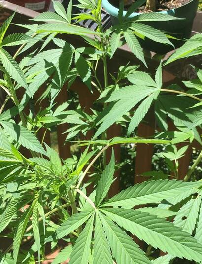 Aus Trimm-Resten erstklassiges Haschisch gewinnen: Erfahrt alles über Trockensiebung, Bubble Bags & Scherenhasch