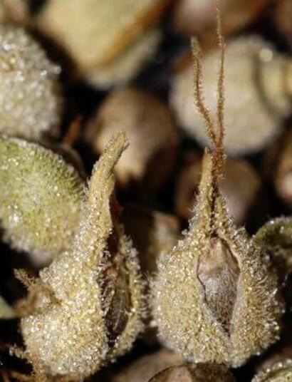 Poliniza las plantas hembras de marihuana