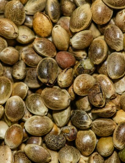 Semillas de marihuana a granel