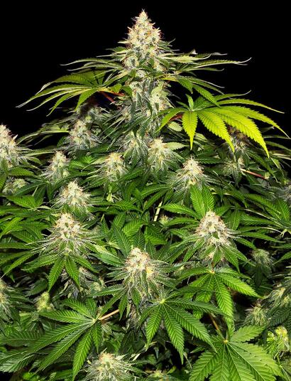 Shiskaberry: Wie aus dem Indica-Bilderbuch