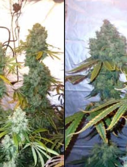 Grow report : Skywalker Haze