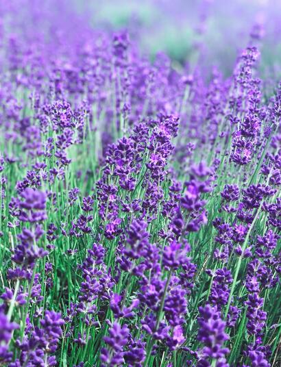 Smoking Cannabis and Lavender