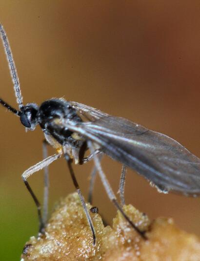 Smutnice a jak se jich zbavit