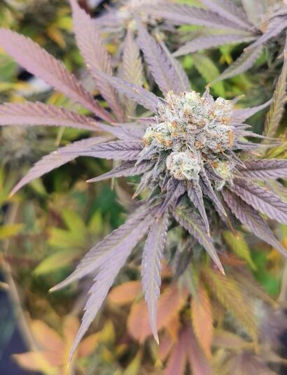 Sortentipps - Wenn's schnell gehen soll