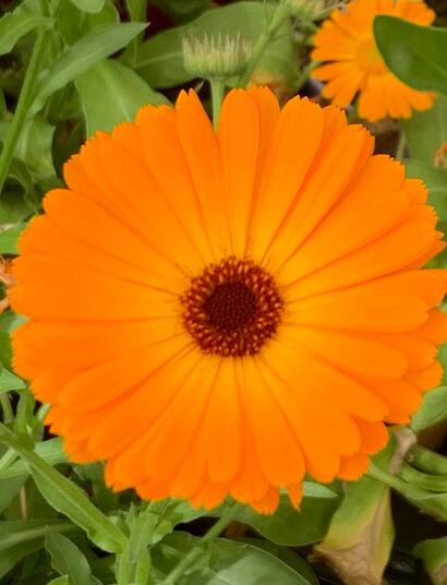  L’autre plante du mois : le Souci (Calendula)