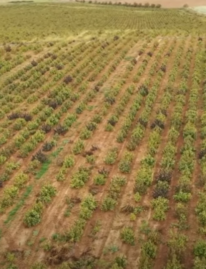 Piantagione distrutta